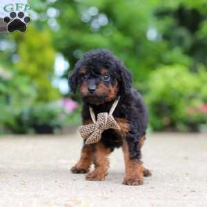 Ash, Cavapoo Puppy